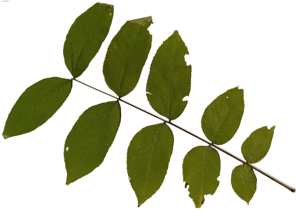 Juglans nigra (Juglandaceae)
